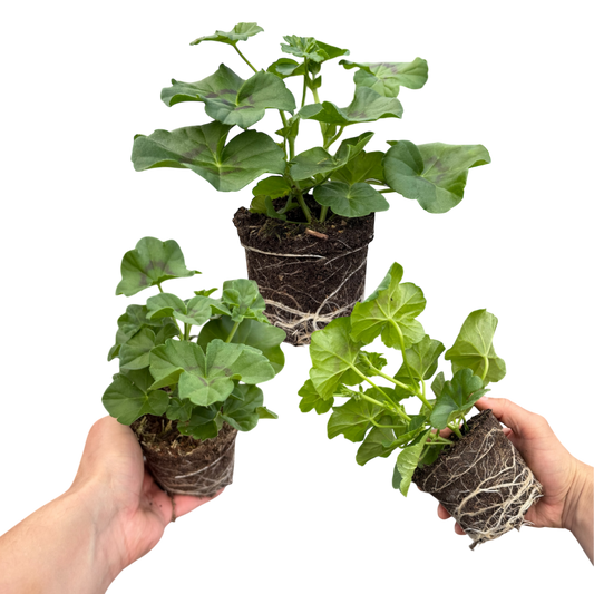 Geranium Sunflair Amethyst (Pelargonium) – Trailing Summer Bedding (Set of 3 or 6)