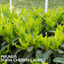 1 Large Hedging Plant - Prunus Sofia, Ready to Plant in Your Garden, 3L