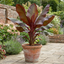 1 Ensete Maurelii Red Abyssinian Banana Plant, Exotic Tropical Garden Perennial, 19cm Root Ball