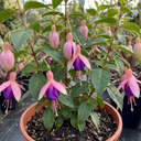 Upright Fuchsia Fuchsita Blush & Violet Plant