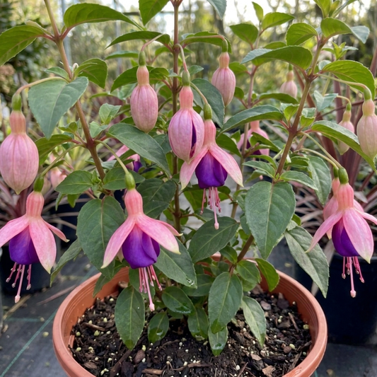 Upright fuchsia with pendant flowers, pale pink sepals over deep violet-purple skirts