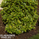 Elaeagnus ‘Viveleg’ Plant