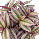 Tradescantia JS Brainstorm Plants