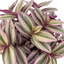 1 Tradescantia JS Brainstorm Live Plant, Hardy Flowering Perennial, 19cm/3 Litre Root Ball