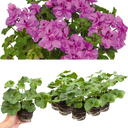 Geranium Sunflair Amethyst Plants (Set of 3 or 6)