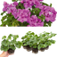 Set of 3 or 6 Large Plants - Geranium Sunflair Amethyst, Ready to Plant in Your Garden