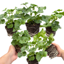 Geranium Sunflair Amethyst Plants (Set of 3 or 6)