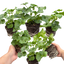 Set of 3 or 6 Large Plants - Geranium Sunflair Amethyst, Ready to Plant in Your Garden