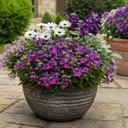 Nemesia Lady Lisa Plant (5L Pot)
