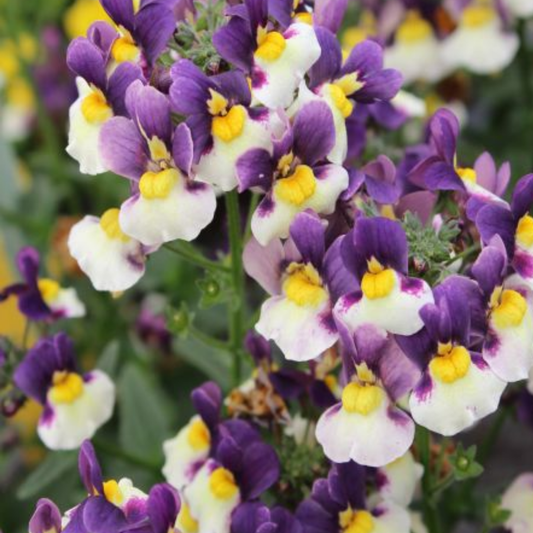 Nemesia 'Nuvo Blue Bicolour' – Scented Summer Bedding (Set of 3 or 6)