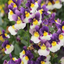 Set of 3 or 6 Large Plants - Nemesia Nuvo Blue Bicolour, Ready to Plant in Your Garden
