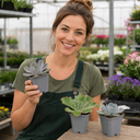 3 Echeveria Succulent Plants, 9cm Pots, Assorted Mix
