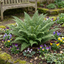 Set of 3 or 6 Soft Shield Fern Polystichum Plumosum Densum Plants, Hardy Evergreen Perennial, 1 Litre Root Ball