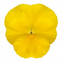 3 Pansy Delta Pro Clear Yellow Plants