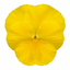 3 Pansy Delta Pro Clear Yellow Plants, Frost Hardy Winter & Spring Flowering, 3Ltr Root-Ball