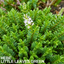 1 Large, Garden Ready Plant - Hebe Little Leaves Green (Shrubby Veronica), 2L