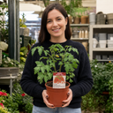 Shirley F1 Tomato Plants