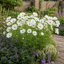 Cosmos Apollo White Plant (5L Pot)
