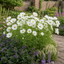 1 Large Plant - Cosmos Apollo White, Ready to Plant in Your Garden, 5L Pot