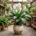 Spathiphyllum Peace Lily Plants