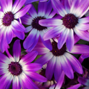 Senetti Violet Bicolour Pericallis Plants