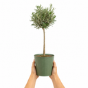 3L Olive Tree Plant, 80-100cm, Mediterranean Nursery Pots