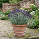 Lavender Hidcote Dark Blue Plant (2L Pot)