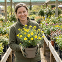 Potentilla Goldfinger Hardy Yellow Flowering Shrub Plant (2L Pot)