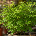 3 Litre Green Leaf Acer Tree, Nursery Pots, Outdoor Garden