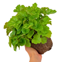 Heuchera Coral Forest Plant (2L Pot)