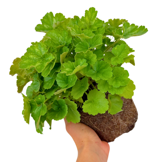 Heuchera 'Coral Forest' (Coral Bells) – Evergreen Perennial (2L Pot)