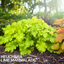 Heuchera Lime Marmalade