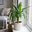 1 Yucca Elephantipes Spineless Yucca Cane Plant, Easy Care Indoor Tropical Houseplant, 2 Litre Root Ball