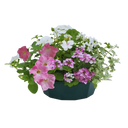 7 Colour Coordinated Plants - Bridal Bouquet Theme Speedplanter, Garden Ready