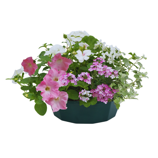 Bridal Bouquet Speedplanter – Ready Planted Summer Display (7 Plants)