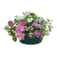 7 Colour Coordinated Plants - Bridal Bouquet Theme Speedplanter, Garden Ready