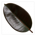 Ficus Abidjan Rubber Plants