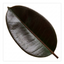 1 Ficus Abidjan Rubber Plant, Large Tropical Indoor Houseplant, 5 Litre Root Ball