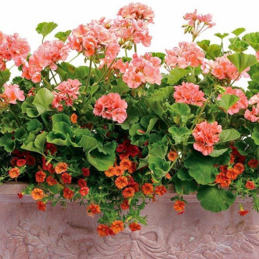 Salmon-pink geraniums with rounded green leaves above trailing orange calibrachoa in a stone trough