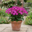 1 Senetti Pericallis Pop Magenta Live Plant, Outdoor Summer Bedding Flowers, 17cm Root-Ball