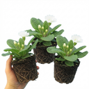 Primrose Queen White Plants (Set of 3 or 6)