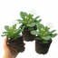 Set of 3 or 6 Primrose Queen White Hardy Perennial Plants, Spring Flowering, Outdoor Garden Ready, 1 Litre Root-Ball