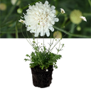 Scabious Kudo White Plant