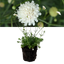 Scabious Kudo White