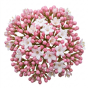 Viburnum Eve Price Plants