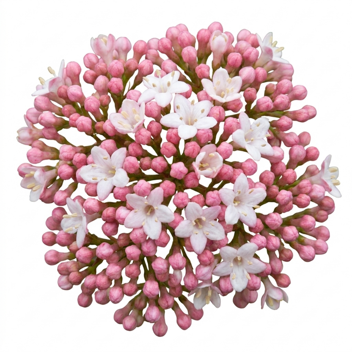 Viburnum tinus 'Eve Price' – Evergreen Flowering Shrub (3L Pot)