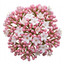 1 Viburnum Eve Price Plant, Evergreen Hardy Flowering Shrub, Garden Ready Hedge Plant, 3L 19cm Root-Ball