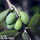 Olive Tree Plant