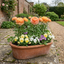 Set of 3 or 6 Ranunculus Vortex Orange Apricot Persian Buttercup Plants, Hardy Perennial, Spring Flowering, Outdoor Garden Ready, 1 Litre Root-Ball