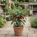 Grow Your Own Sweet Pepper Snack Red Plant